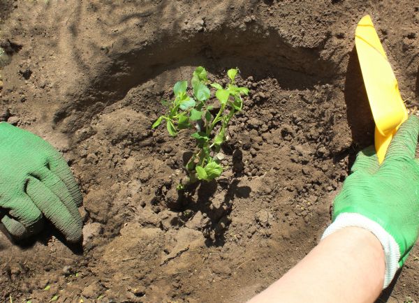 Rose Bush Planting in Portland
