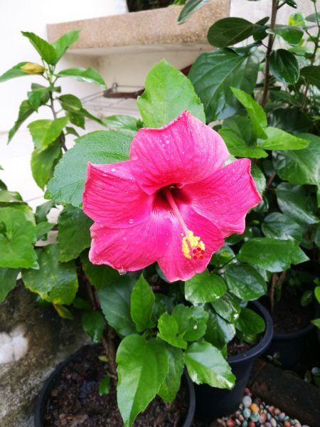 Hibiscus Planting in Portland