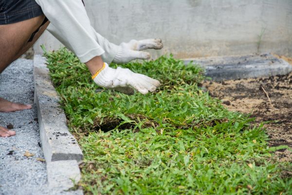 Ground Cover Planting in Portland