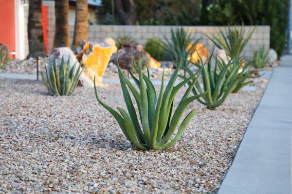 Drought Resistant Landscaping in Portland