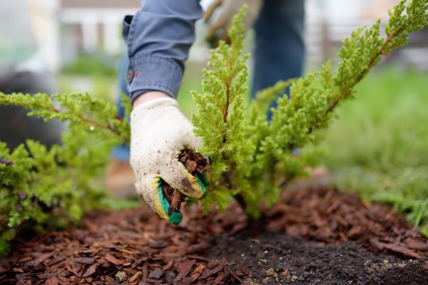 Church Mulching in Portland