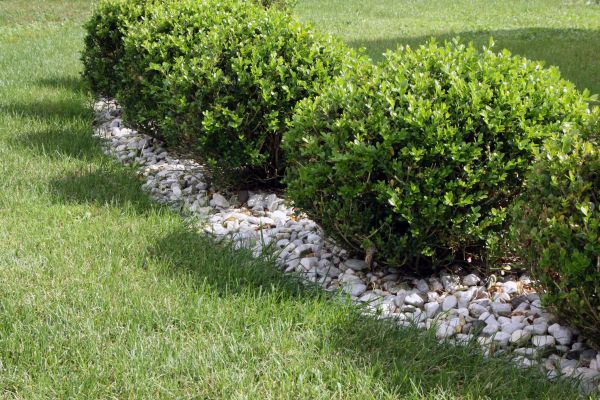 Boxwood Planting in Portland