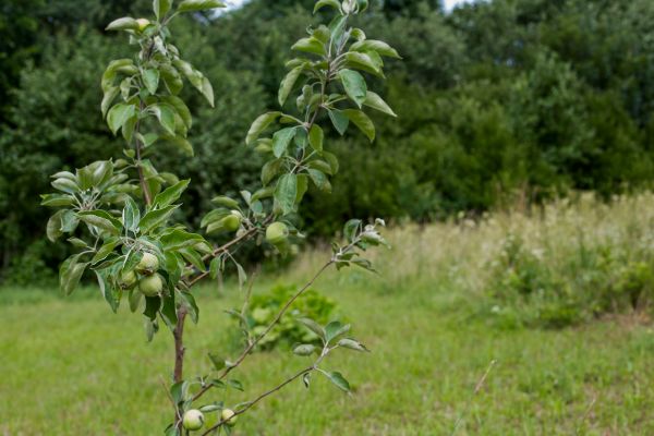 Apple Tree Planting in Portland