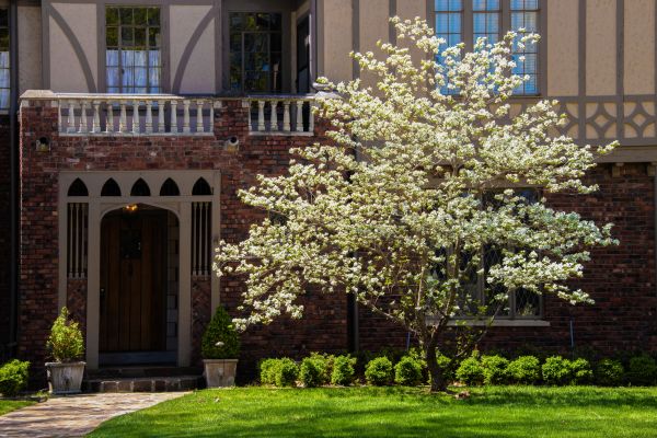 Dogwood Tree Planting in Portland