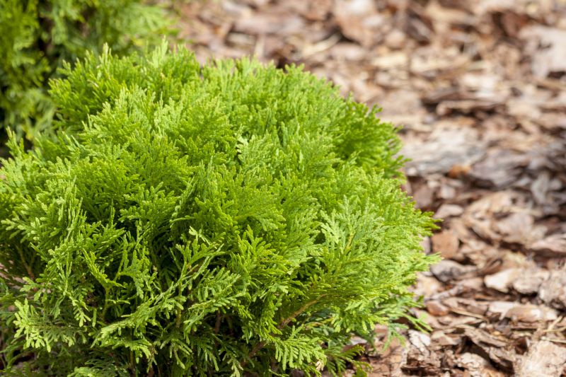 Cypress Mulch Installation